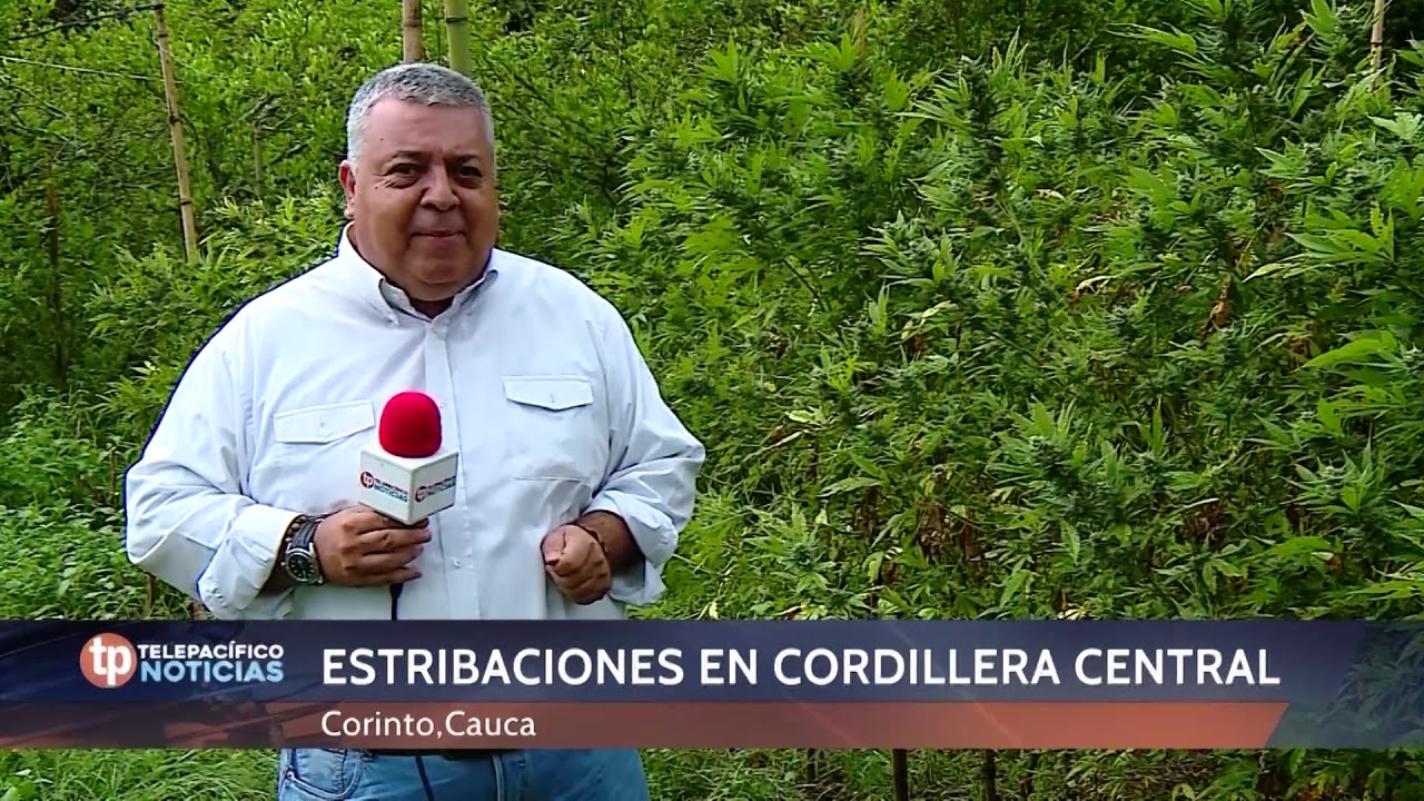 Informe especial cultivos ilícitos y drogras - Corinto 2