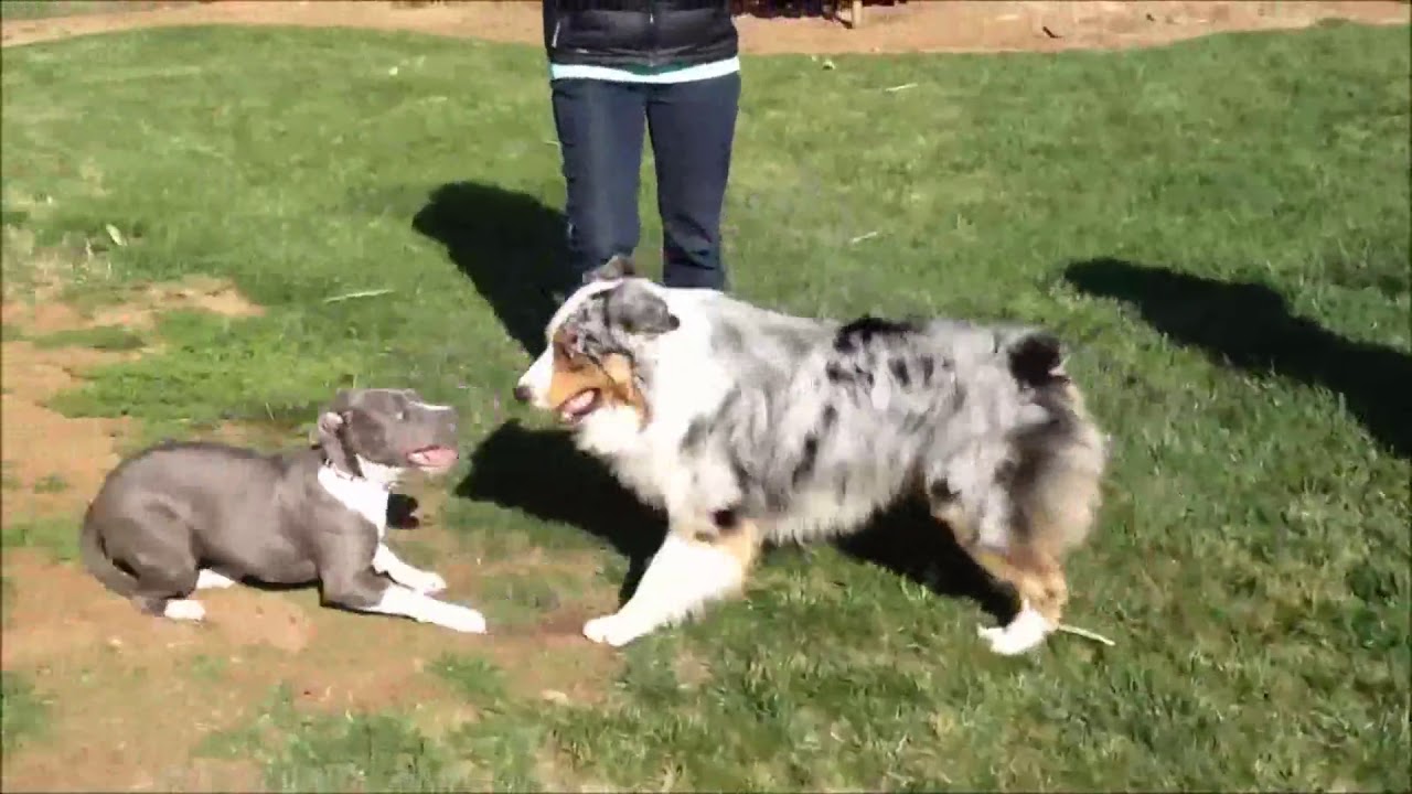 Funny Australian Shepherd Videos