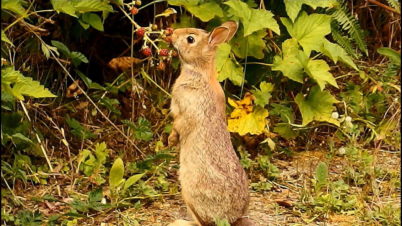 young wild bun Endive enjoys our blackberry abundance