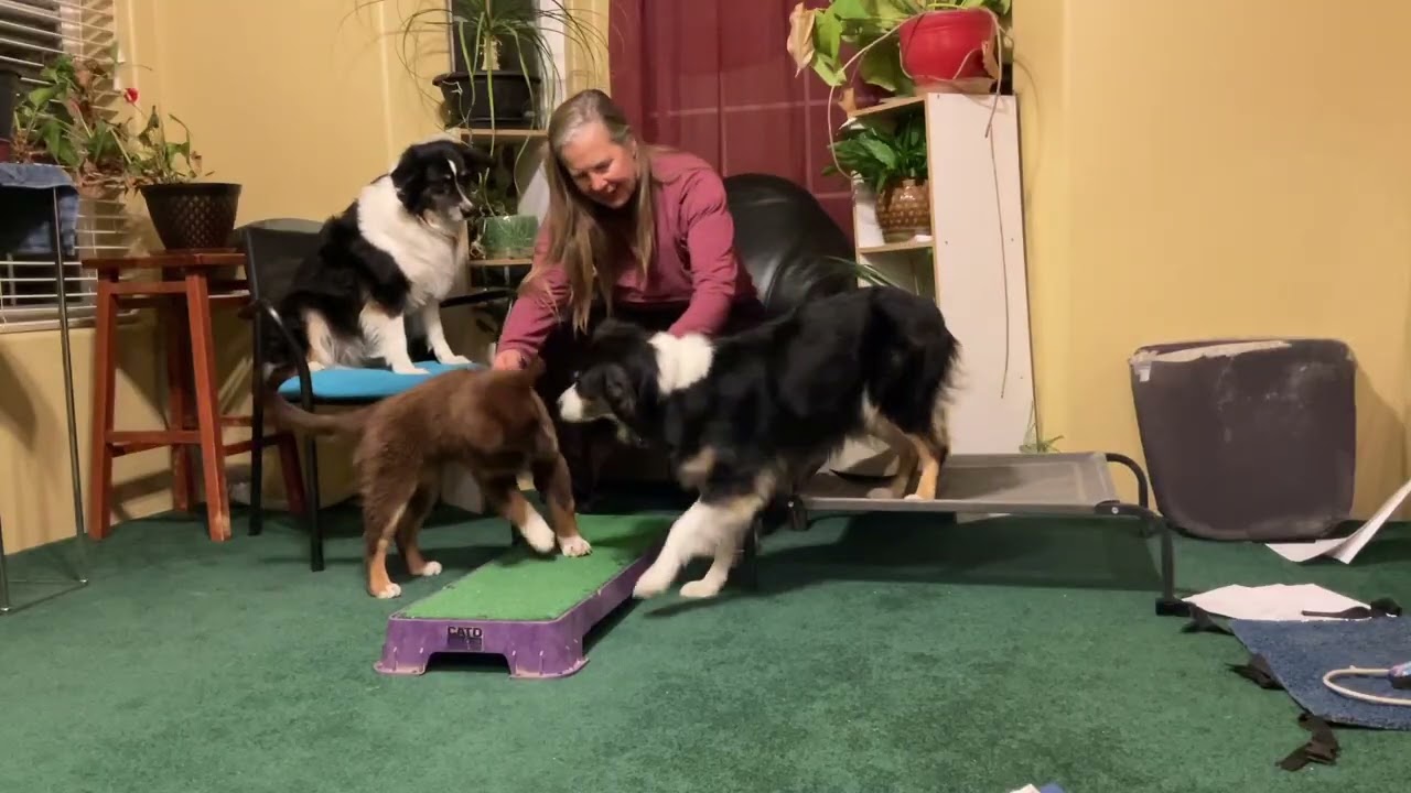 place training multiple dogs step 1 no motion