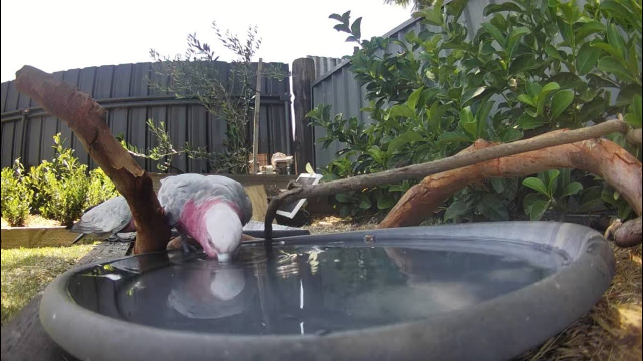 Australian Bird Bath Cam | 6/2/26 | magpie lark | galahs | drinking | bath time | thunderstorm |