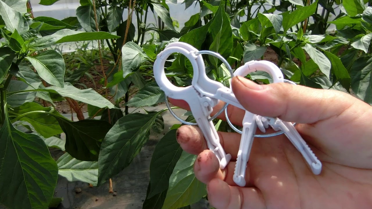 【パプリカの栽培方法②】３段目４段目の花摘み芽かき、誘引の仕方