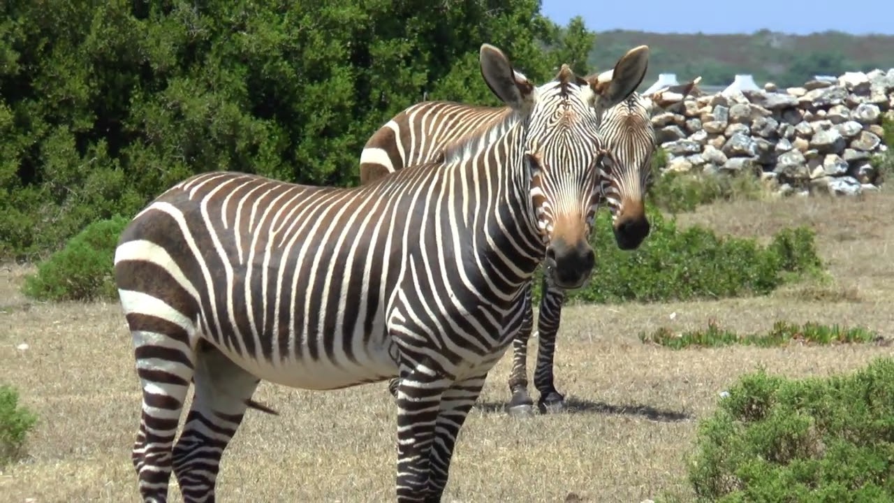 SÜDAFRIKA 24/25 (7)  De Hoop Nature Reserve - Paradies im Abseits...