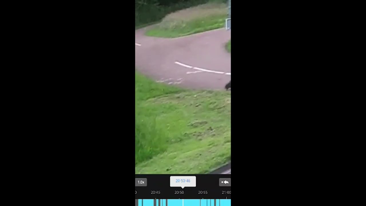 Bever wandelt door Dierdonk | Helmond