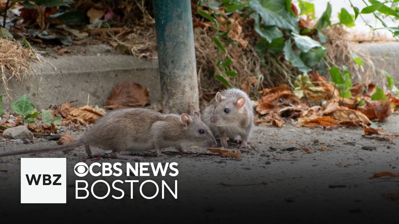 New technology in Boston aims to tackle city's rat problem