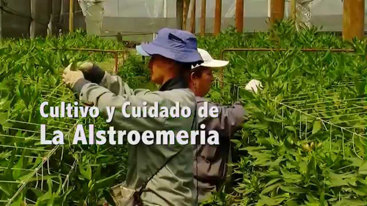 Cómo Cultivar Alstroemeria (Astromelia, Lirio del Perú) - Tv agro By Juan Gonzalo Angel