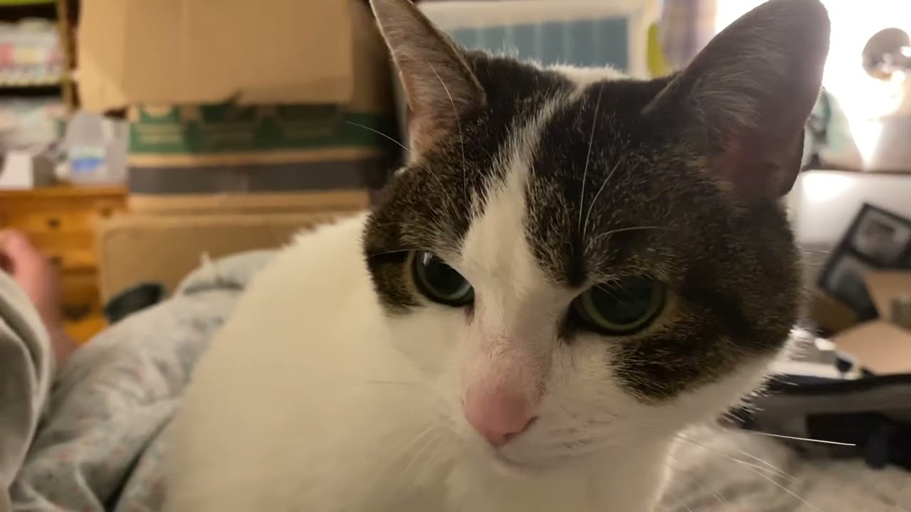 Cat bath, watching her cleaning itself — 10 minute ASMR