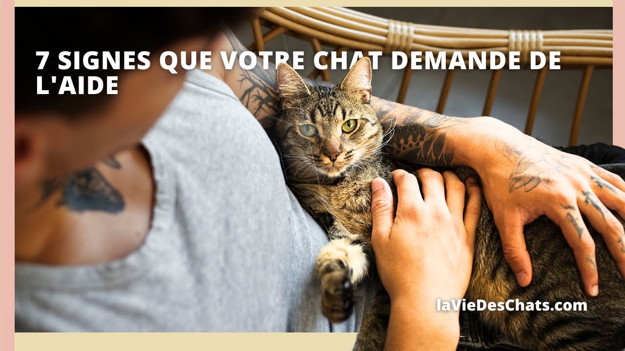VOTRE CHAT VOUS DEMANDE DE L'AIDE DANS CES 7 CAS. QUIZZ DÉTECTEUR.