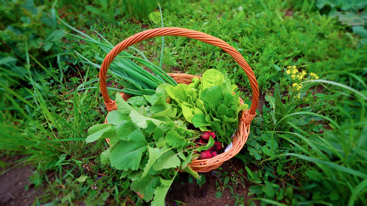 #12  From Planting to First Harvest | Spring Organic Gardening