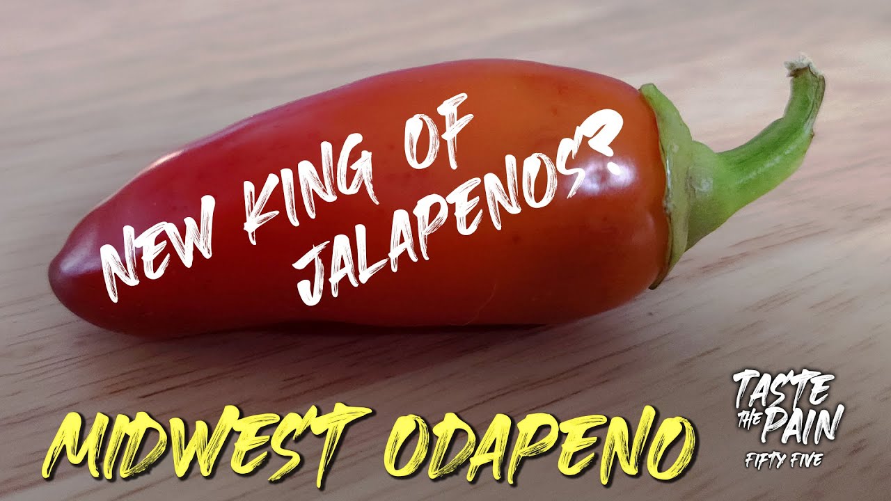 The JUICIEST PEPPER in the world?! - Midwest Odapeno