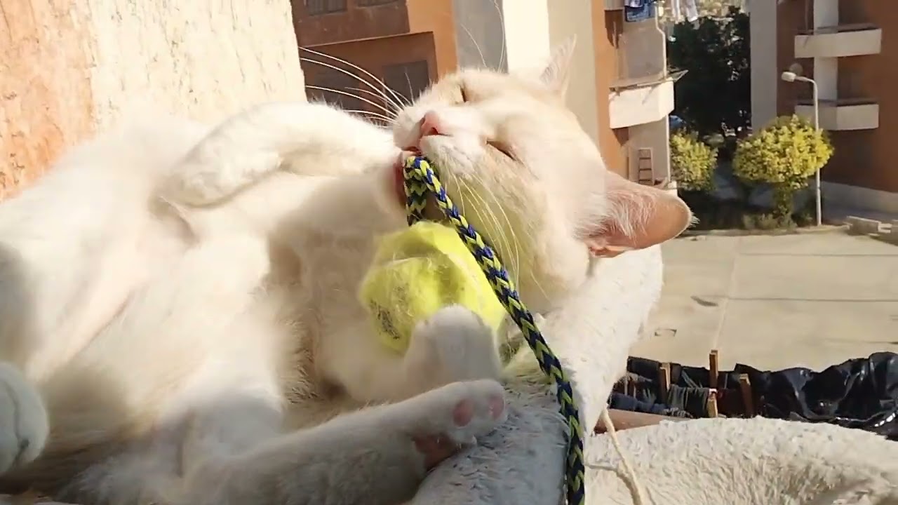 Morning Play #cat #video #adorable