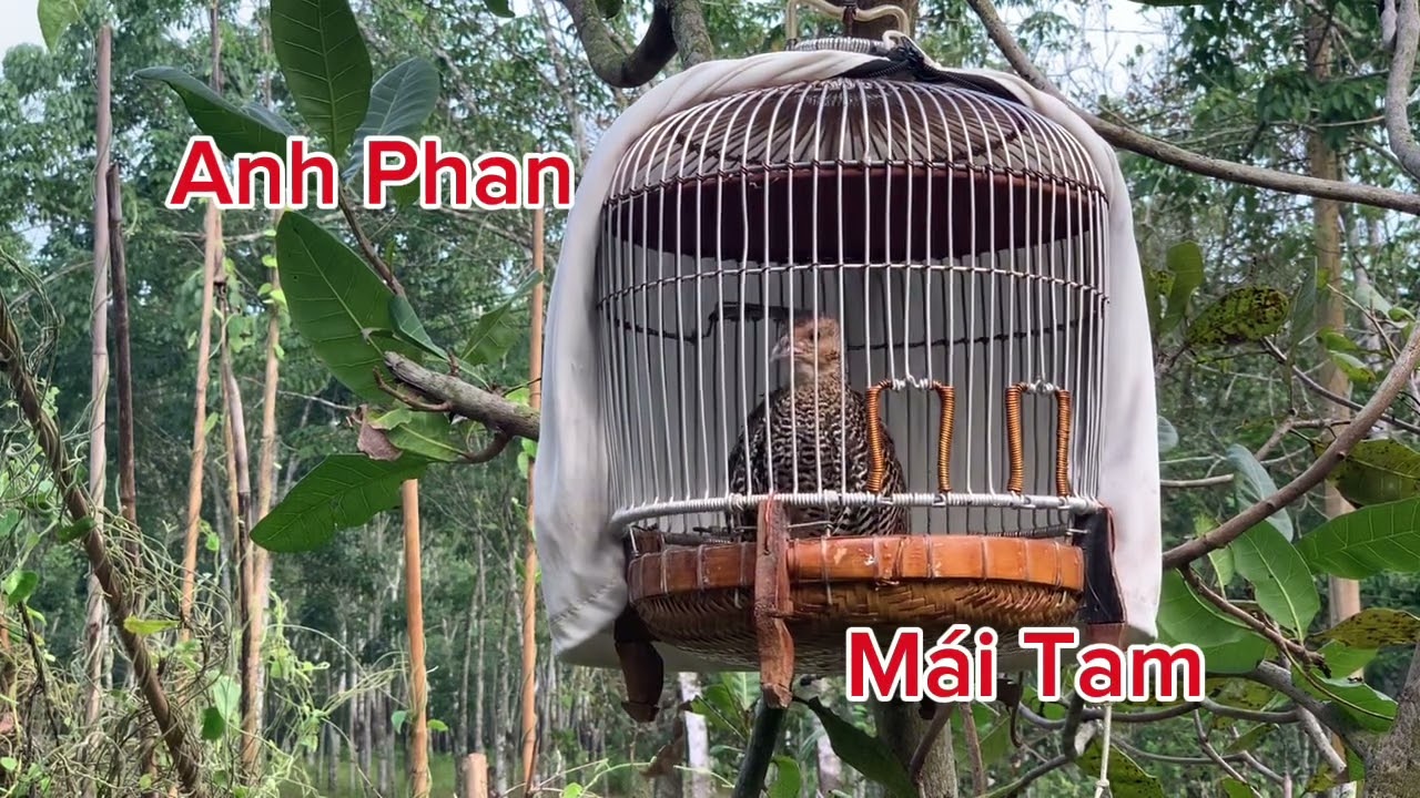 Chim đa đa mái khạc cực sung dụ trống