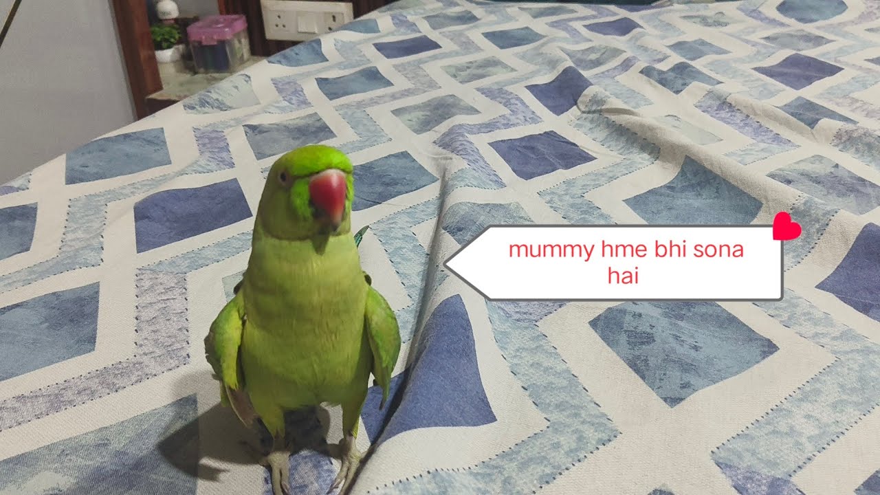 Mummy jaldi sone aa jao 🥰#like #youtube#parrot #viral #sadstatus 🦜🥰