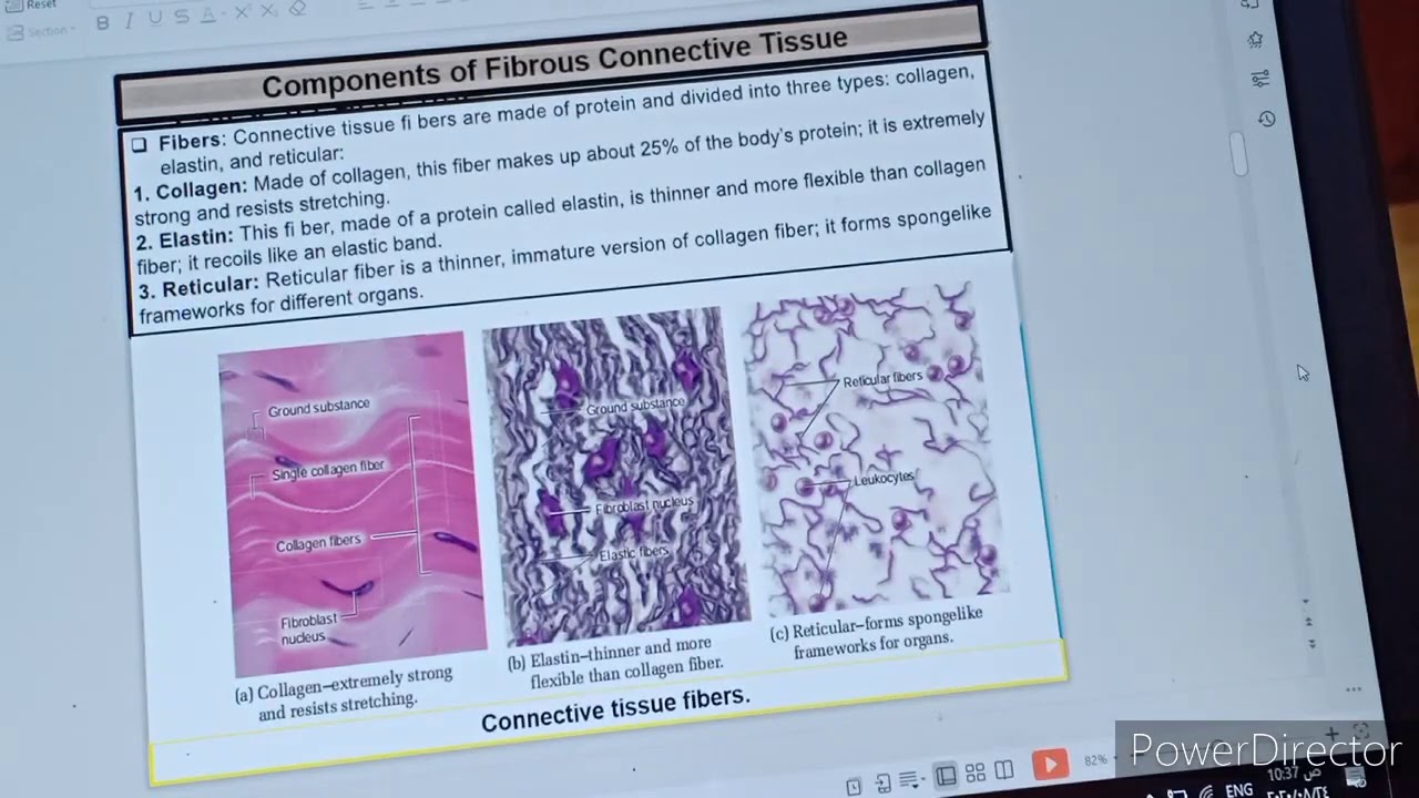 Connective Tissue Massage