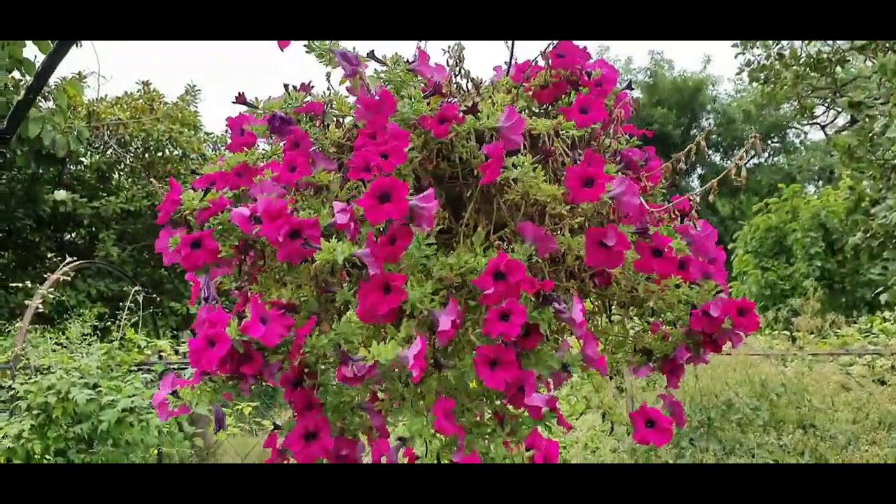 Botanic Gardens Dublin August 2020 Complete Tour