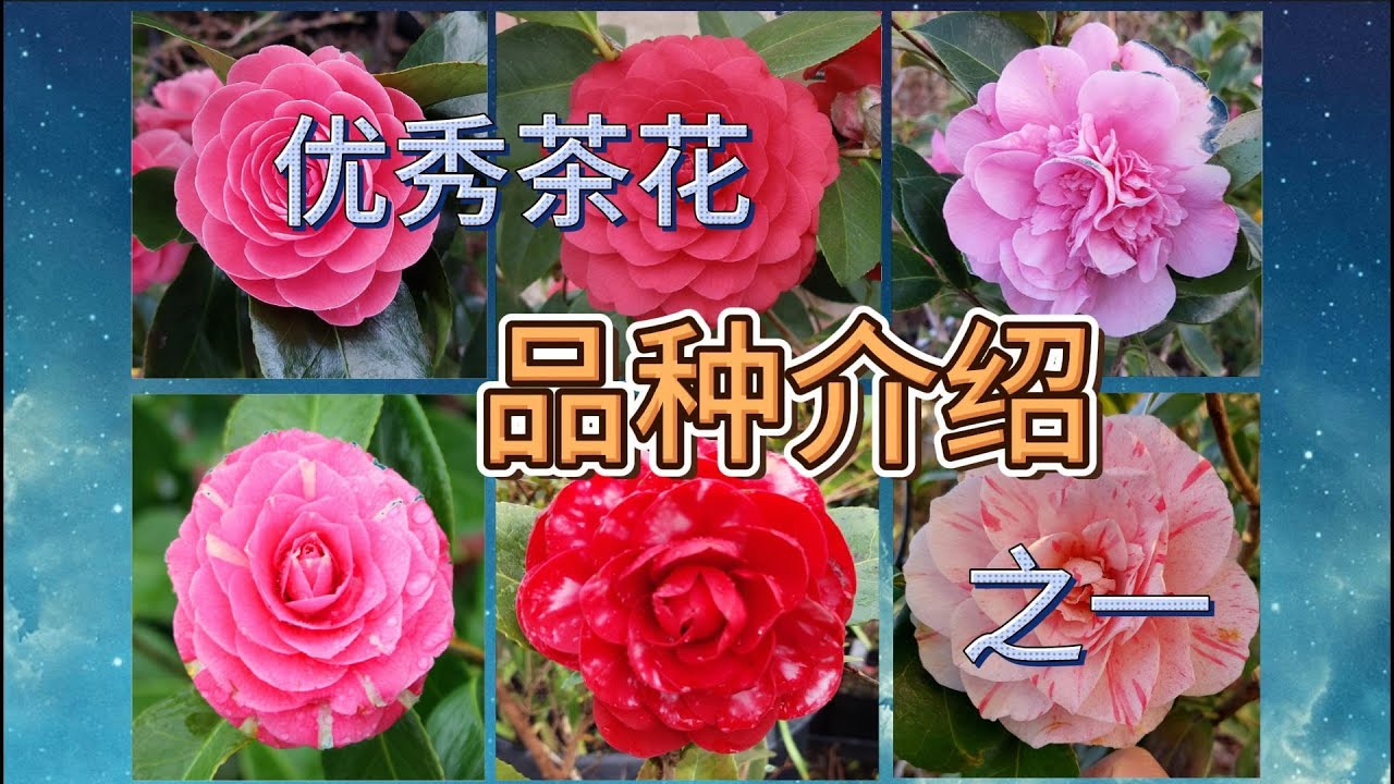 茶花品种介绍（之一）