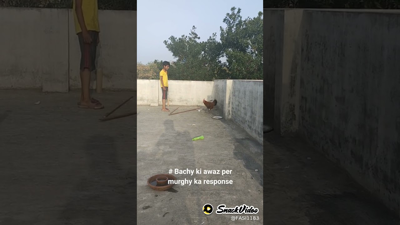 #Funny #Bachy ki awaz per morghy ka response