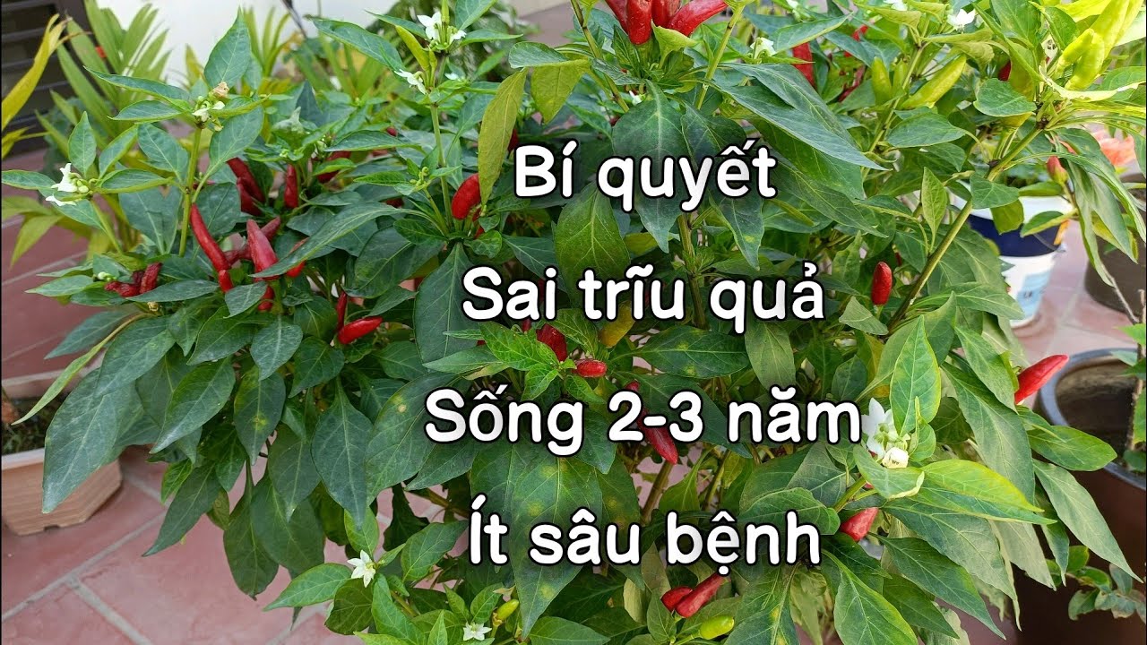 Ớt chỉ thiên trồng chậu: trĩu quả, sống lâu năm, ít sâu bệnh từ A-Z. Chili Peppers