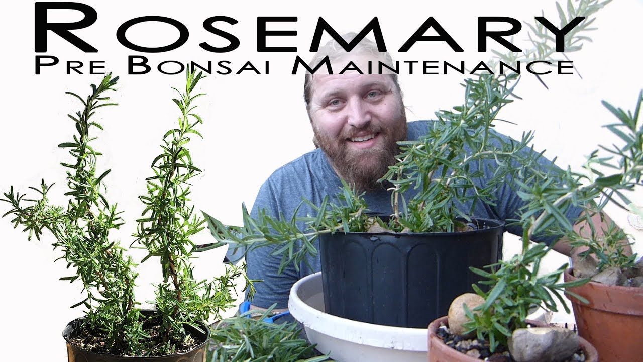 Rosemary Pre Bonsai Repotting and Wiring
