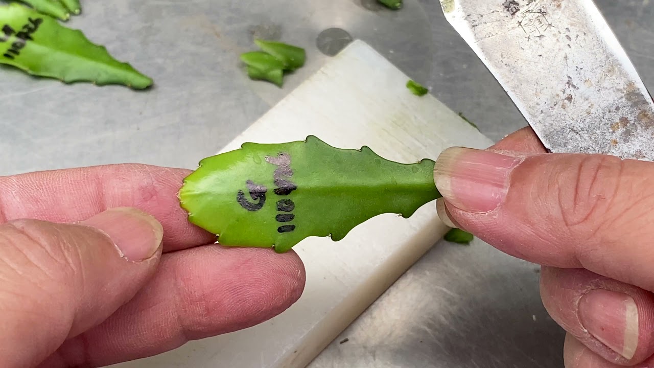 皇后孔雀仙人掌的嫁接/Epiphyllum German empress Grafting