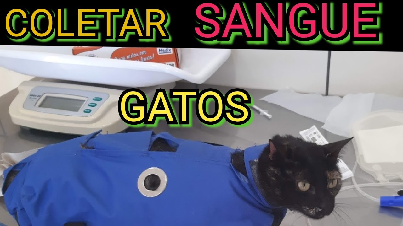 COMO COLETAR SANGUE DE GATO