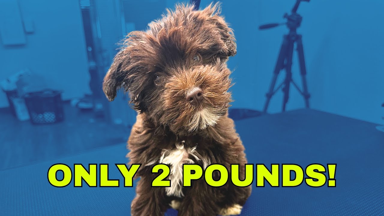 EXTREMELY SMALL Mini Schnauzer Puppy Groom