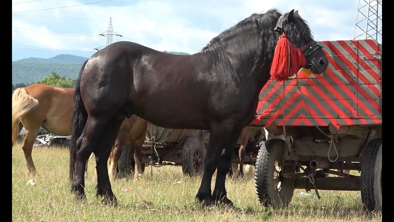 Targul de cai de la Sighetu Marmatiei, Maramures 2 August 2021 Nou!!!