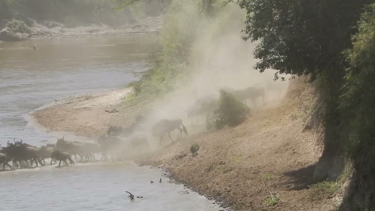 2019-07-19 Mara river crossing