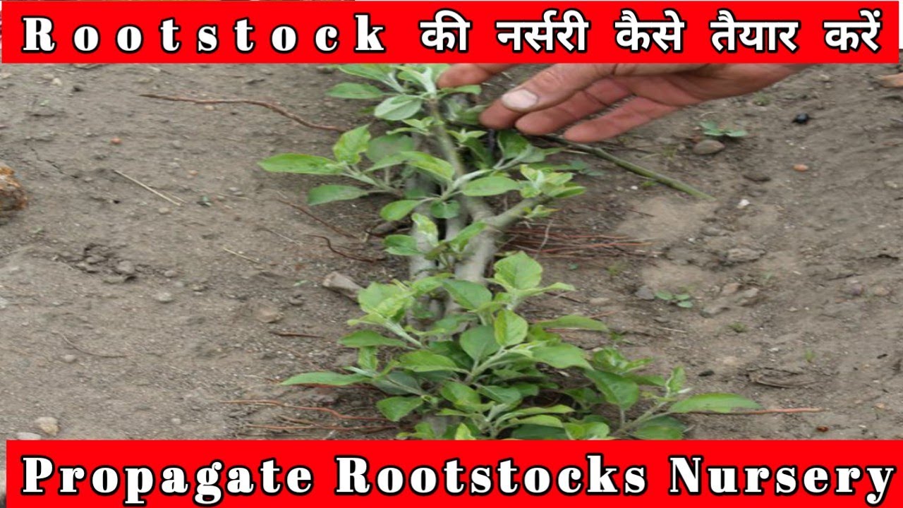 How to Propagate Rootstock Nursery | रूटस्टॉक की नर्सरी कैसे तैयार करें | Watch | Himalayan Farming