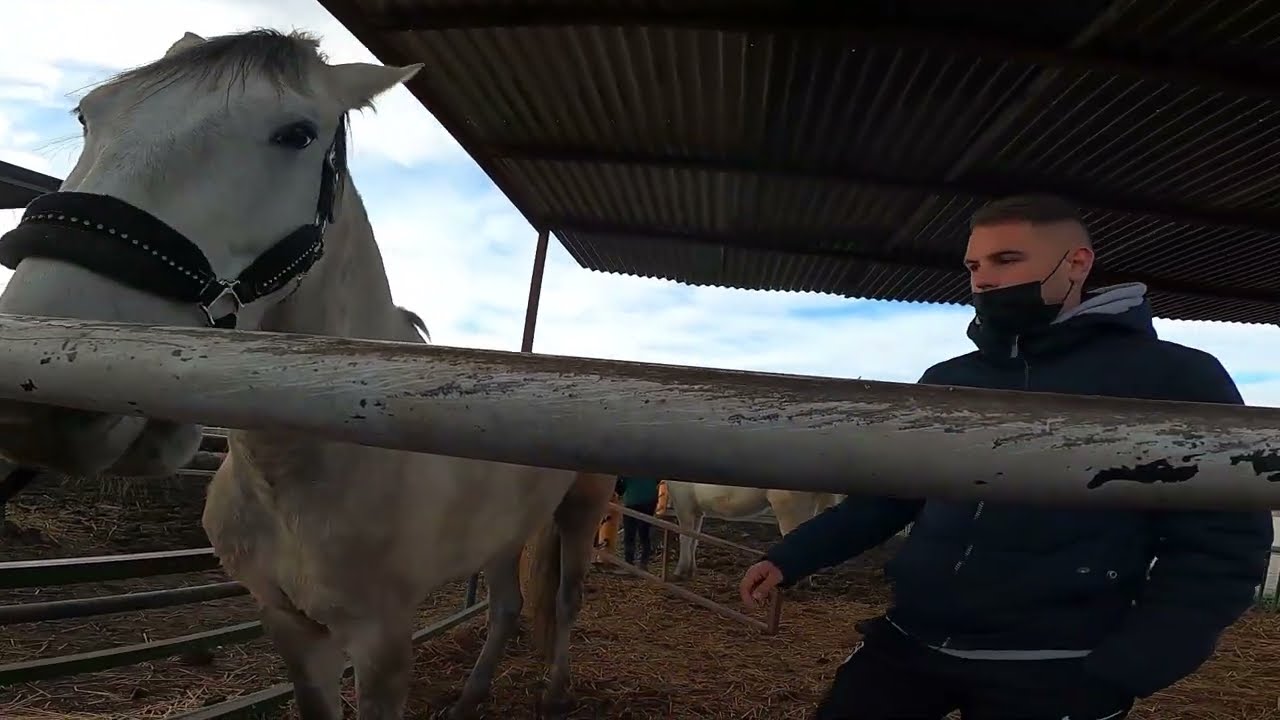 Trabajando con caballos en Camaura - TECO