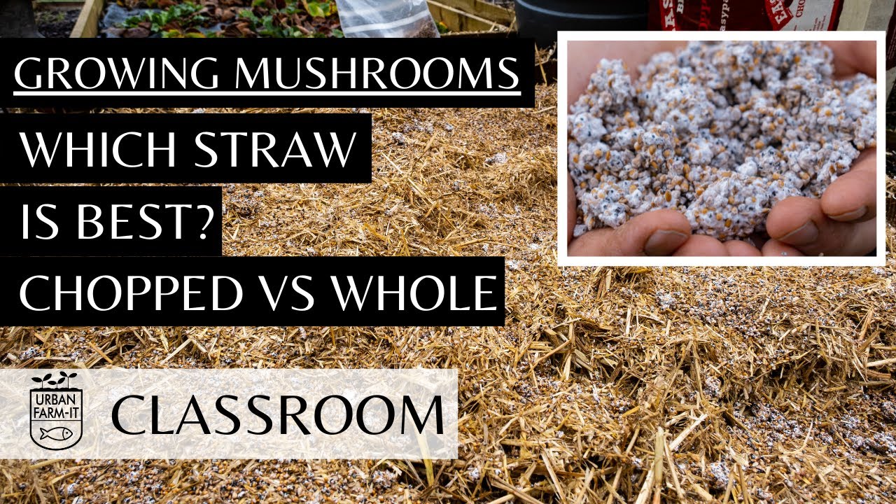 Growing Mushrooms on Straw (CHOPPED VS WHOLE) | Urban Farm-It's Classroom
