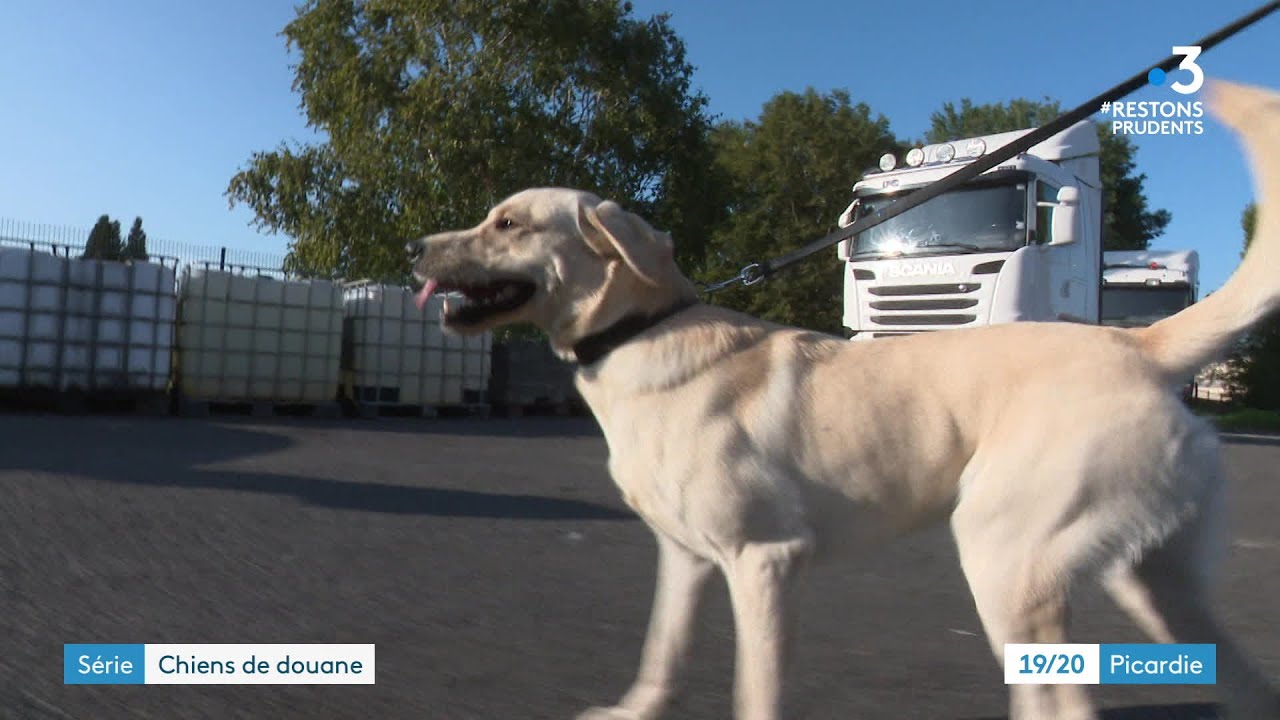 Une vie de chien - Épisode 1 : chien douanier