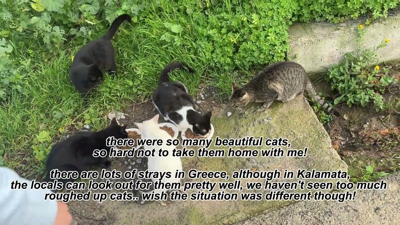Feeding stray cats in Kalamata, Greece. Cutest kittens and lovely cats.