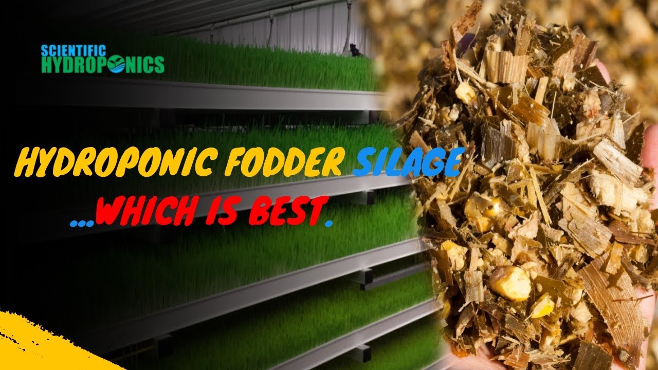 Hydroponic Fodder or Silage ...Which is Best...?  | Ashwin Sawant|silage for cows|silage for cattles