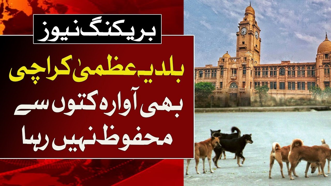 BREAKING NEWS |Even Karachi is not safe from stray dogs | ABN NEWS