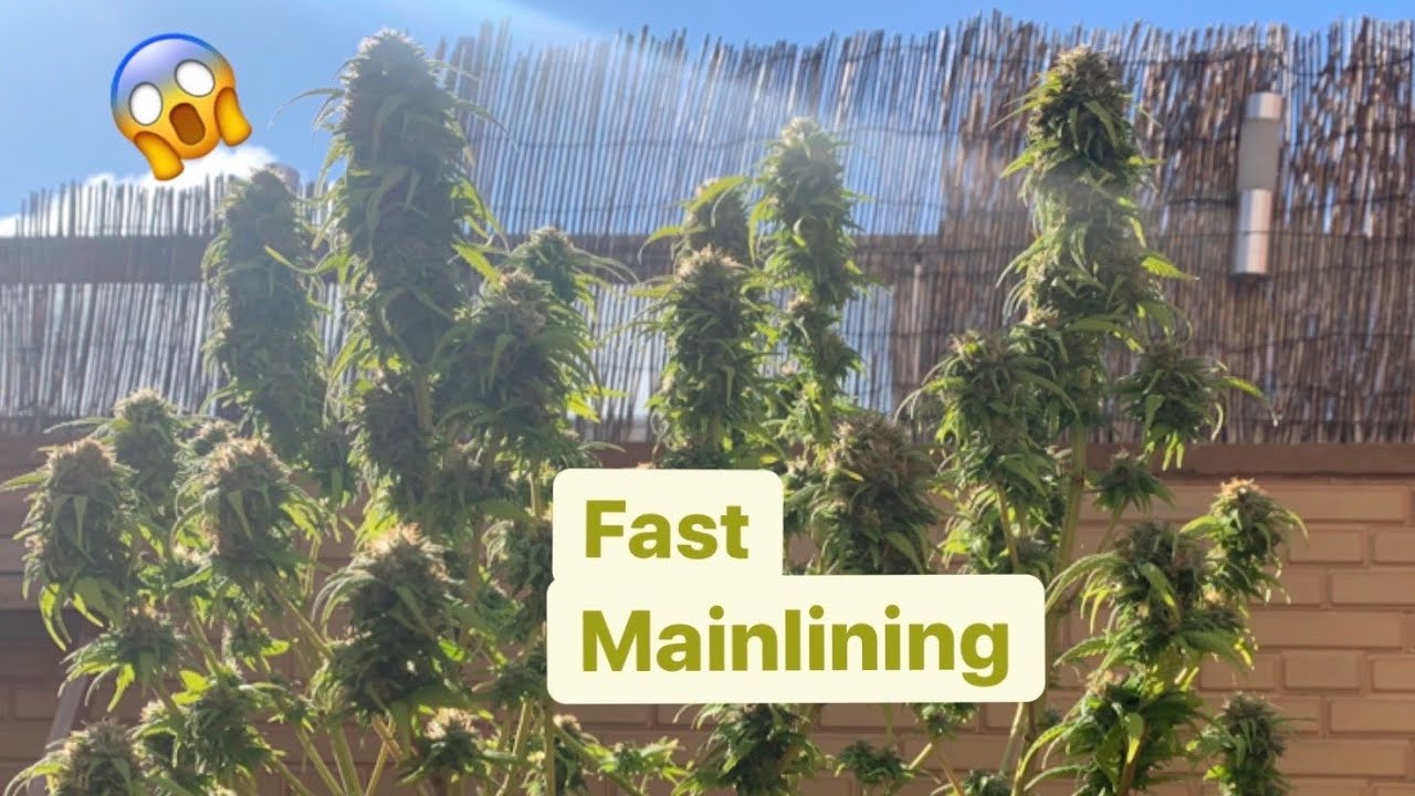 Fast MAINLINING (Mainlining 4 )         ONLY 102 DAYS 😱