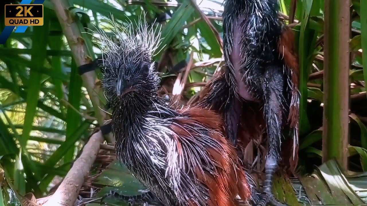 With time, the young predatory bird slowly grows into adulthood.