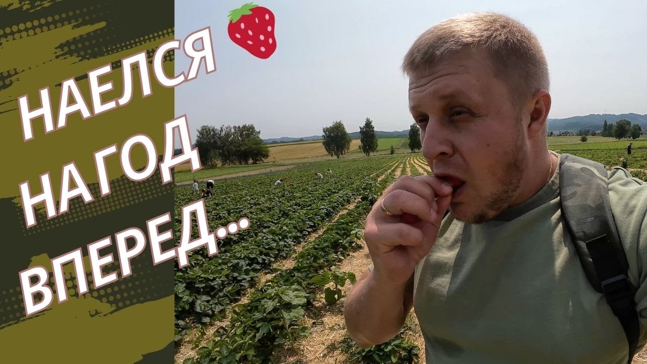Как собирают 🍓в Швейцарии🇨🇭/Ешь сколько хочешь НО...