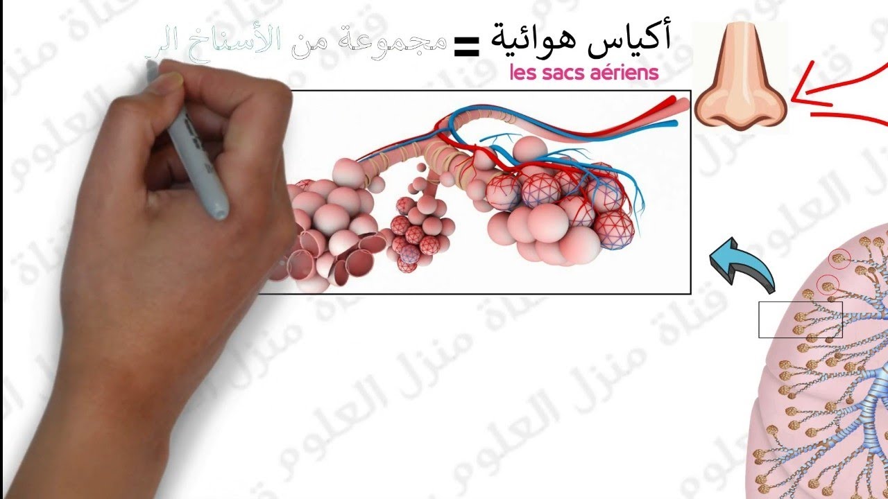 درس التنفس : المستوى الاولى اعدادي الجزء 2 | La respiration 1AC SVT