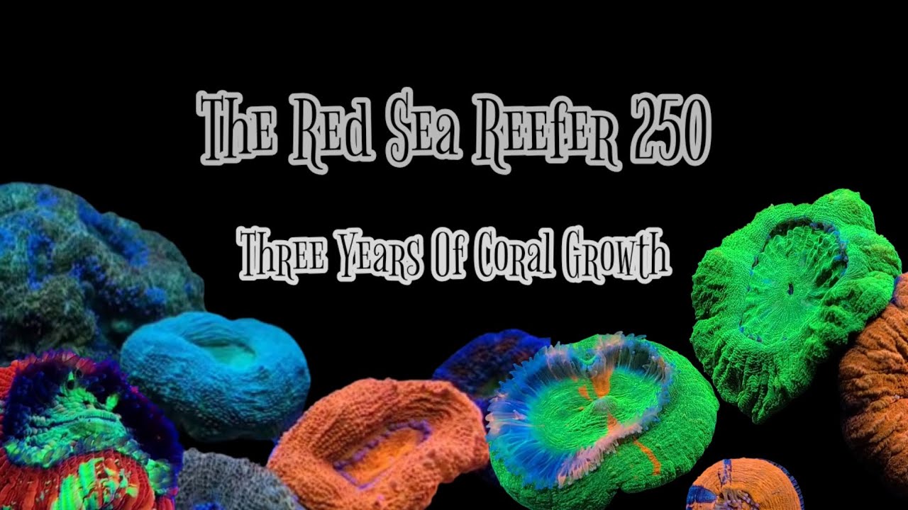 3 Years Of Coral Growth in the Red Sea Reefer 250