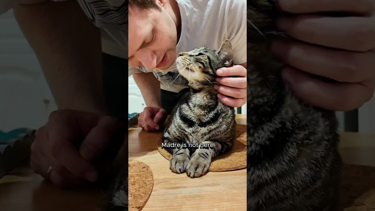 A Peaceful Testy with Cat Dad!? Is this Real? 🙀 | Cat dad 2026 Season
