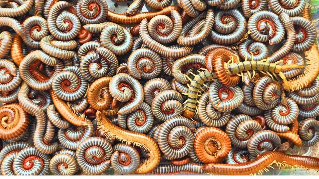 Ivory millipede, Top Skill Catching Huge Millipedes Moment In Forest! 😳