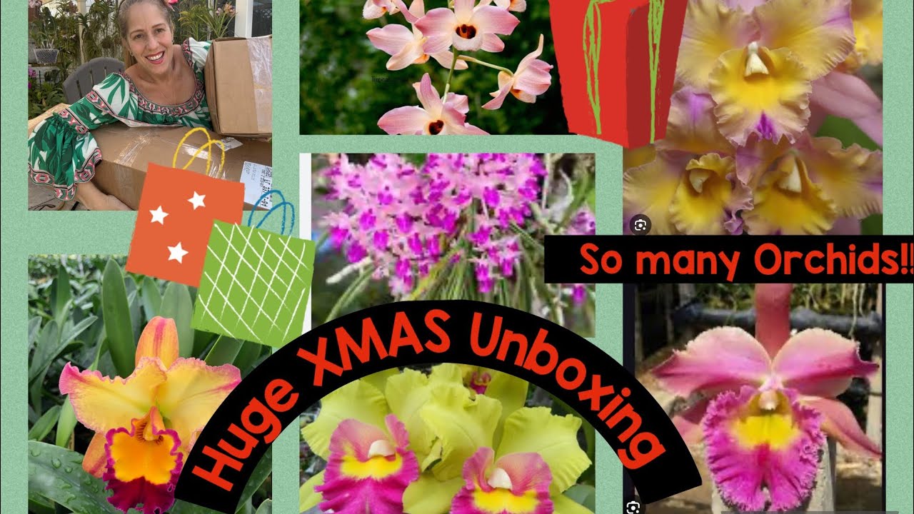 Orchid Extravaganza!! Huge Christmas Unboxing from Orchids in Bloom!
