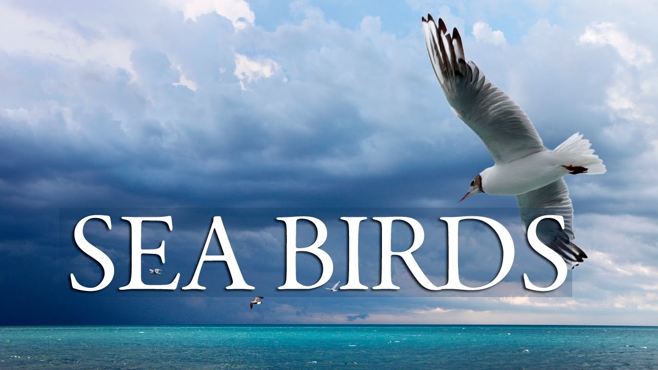 Sea Birds    Soaring, haunting melody instrumental
