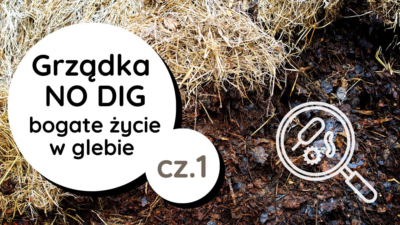 👩‍🌾Przygotowanie grządki NO DIG 👍 pod pomidory, gleba w ogrodzie ekologicznym🐛🐌, życie glebowe🦠🐜 cz1
