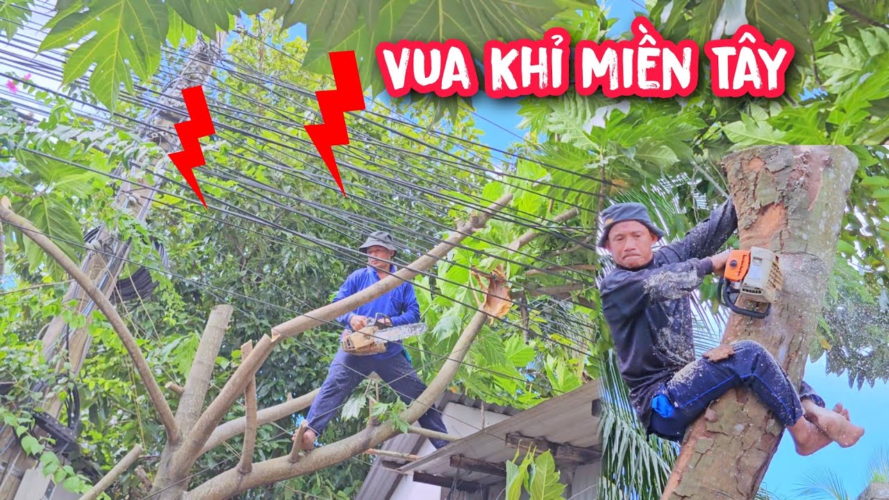 Vua khỉ mạo hiểm leo cưa c&acirc;y Sak&ecirc; v&agrave; Dầu c&oacute; qu&aacute; nhiều đường d&acirc;y điện.