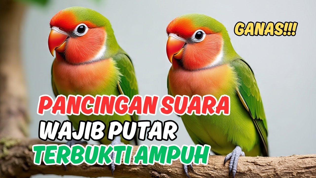 SUARA ISIAN LOVE BIRD UNTUK FINALIS LOMBA: Masteran Harian Agar Suara Crystal dan Nembak