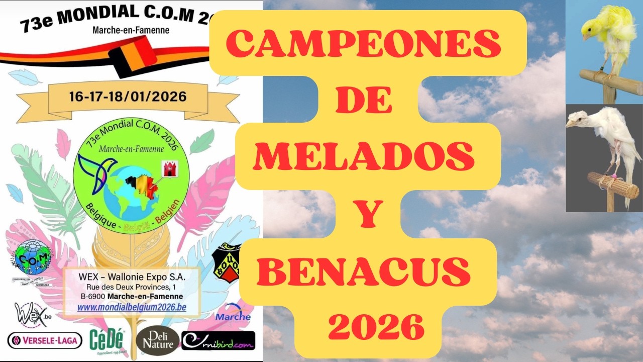 MELADOS Y BENACUS CAMPEONES DEL MUNDO