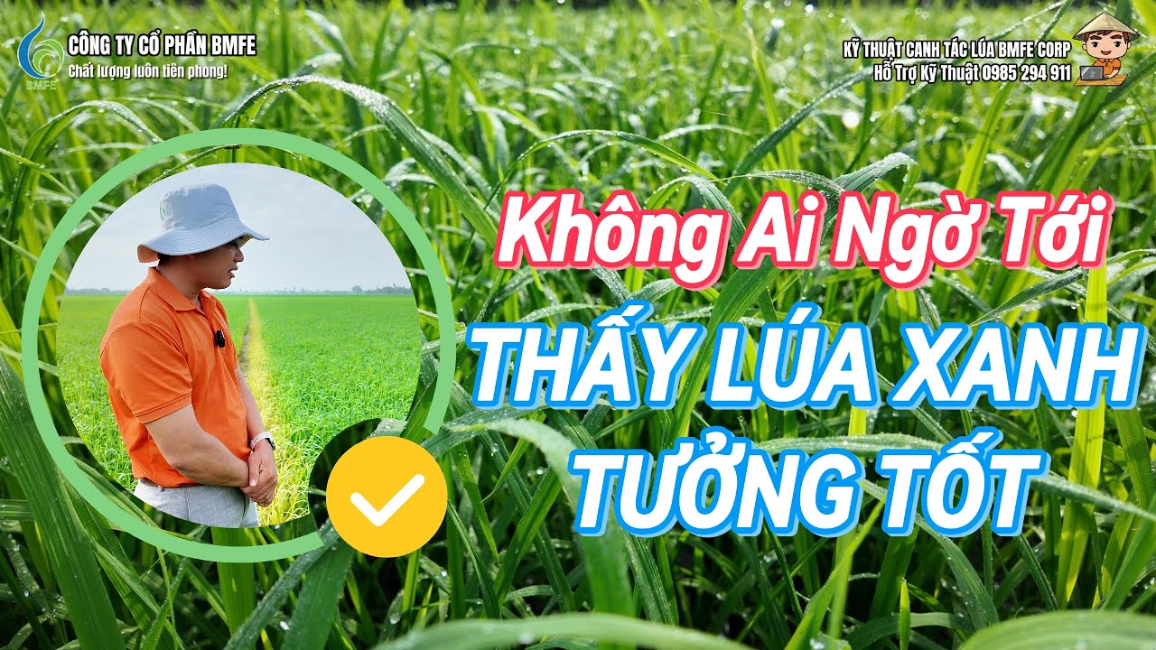 Không ai ngờ tới! 😲 Lúa xanh mướt nhưng lại do… BÓN THỪA ĐẠM 🌾