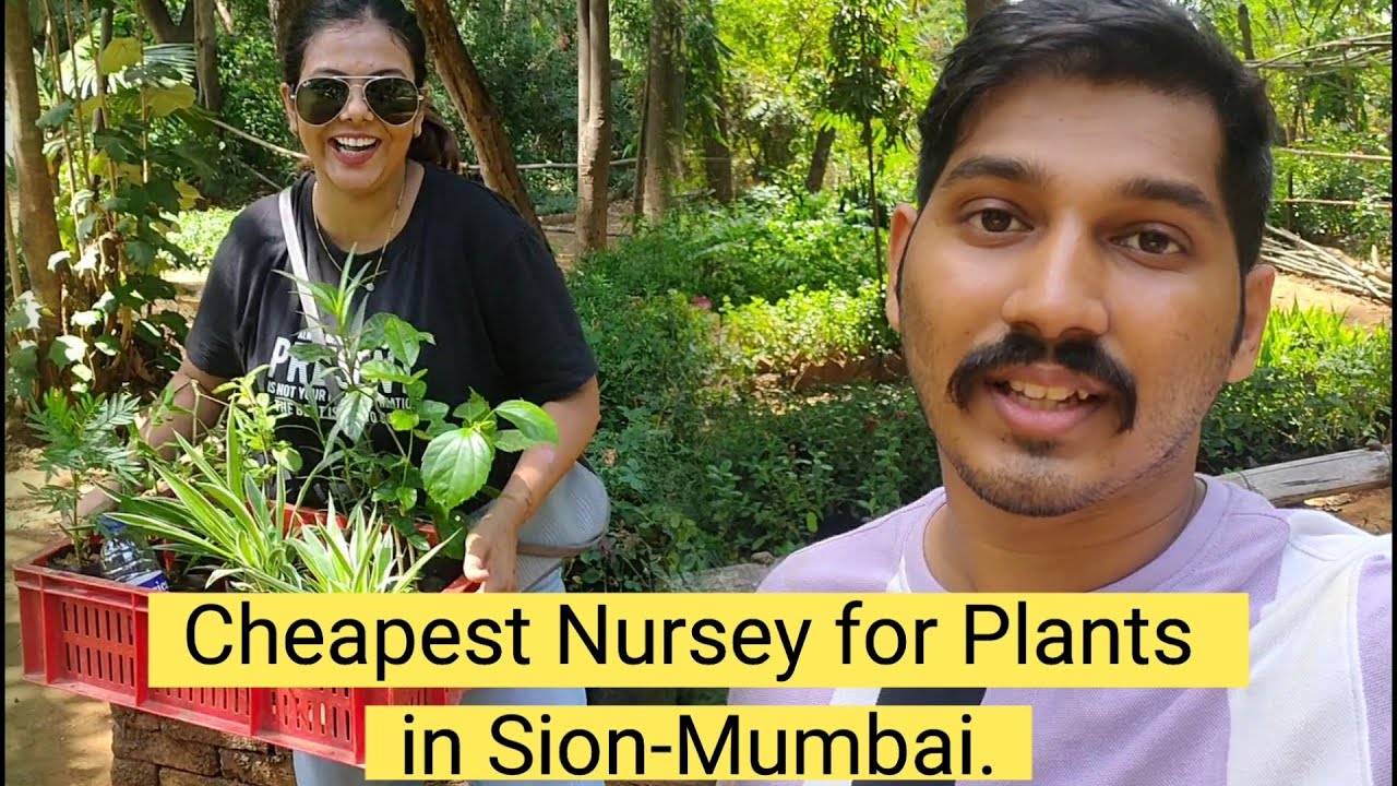 Cheapest Nursey for Plants in Sion Mumbai. @PVPVlogs1503 #PVPVlogs